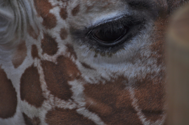 Giraffe's eye